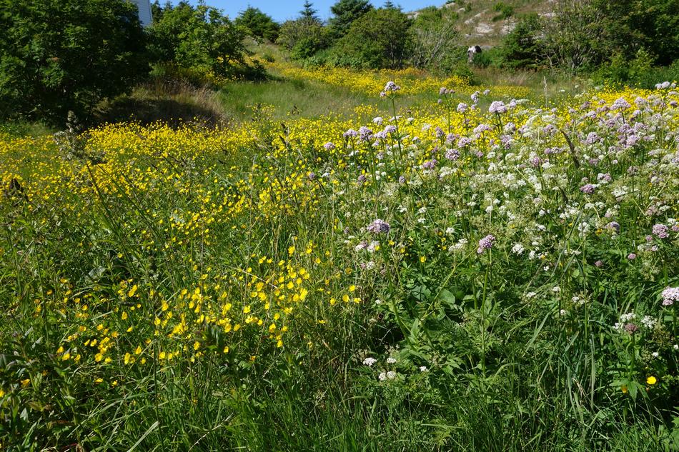 grass meadow landscape flowers