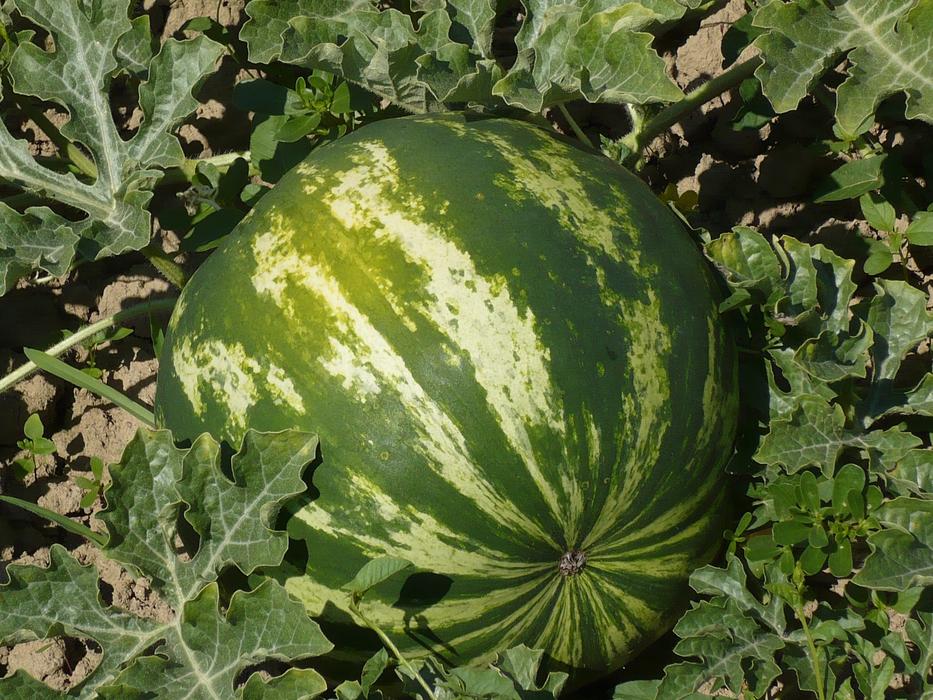 watermelon in the grass landscape