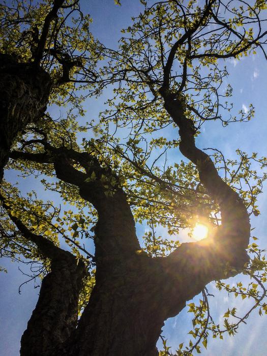 sunlight with branches