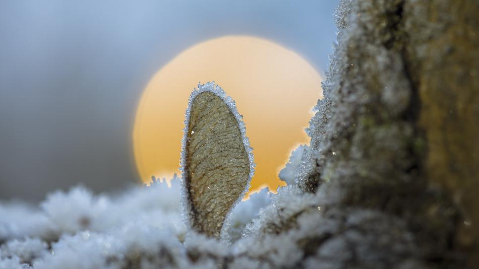 A yellow ball in the snow in the forest
