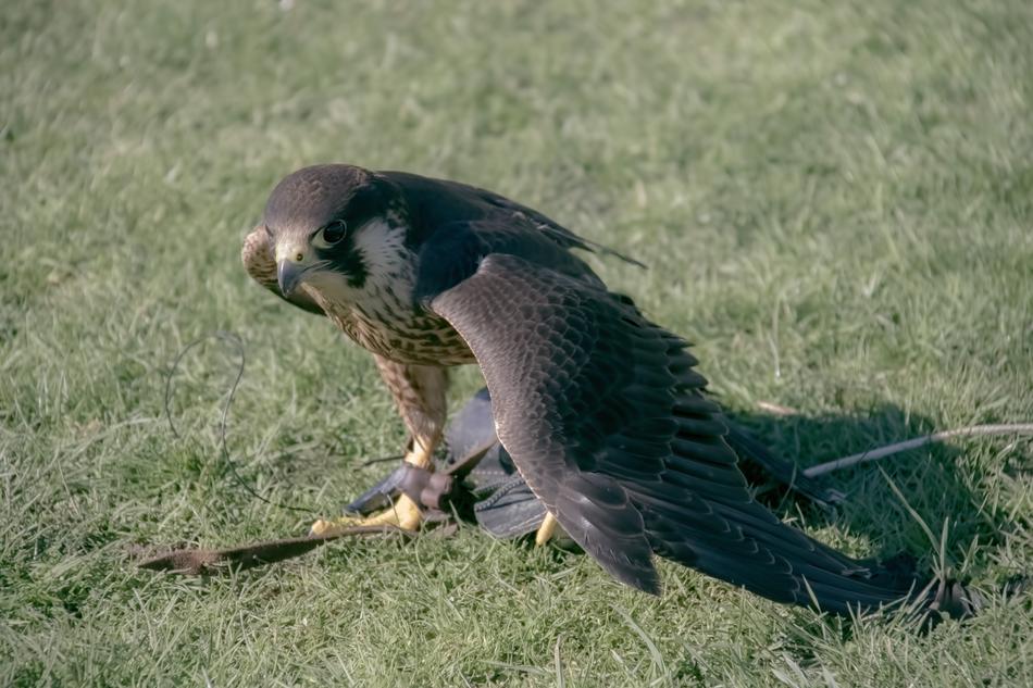 black wild eagle