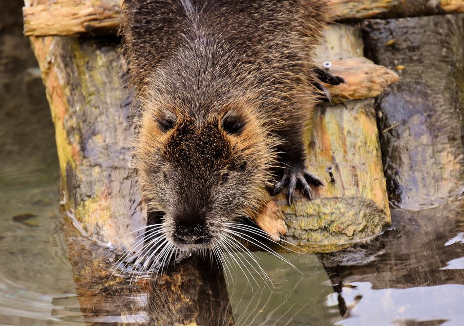 fur Nutria Water