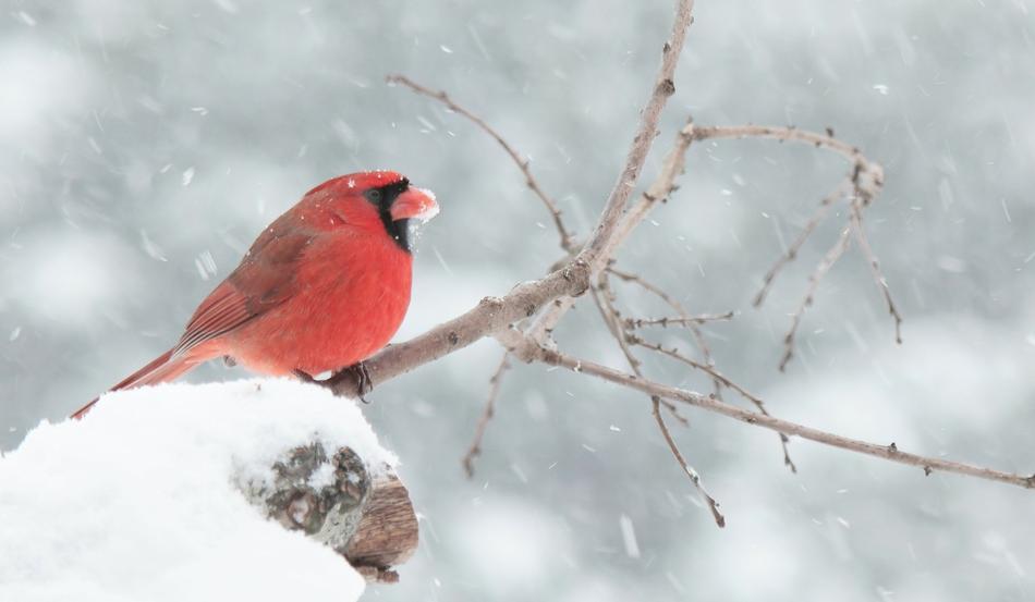 a red bird in the snow on the branches