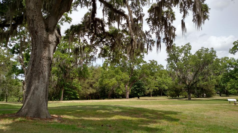 A tree in the grass landscape