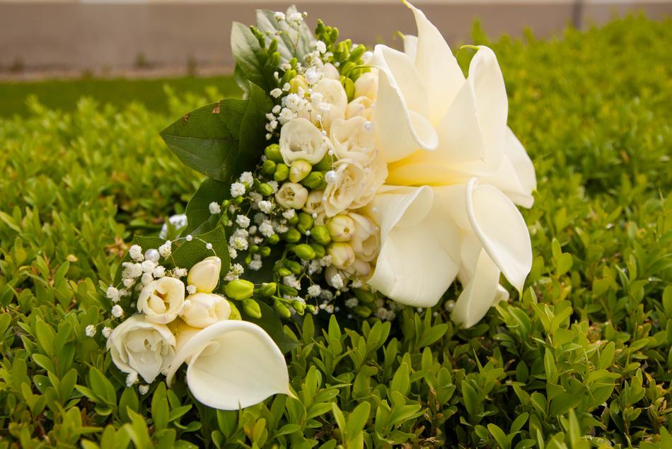 white flower in the grass