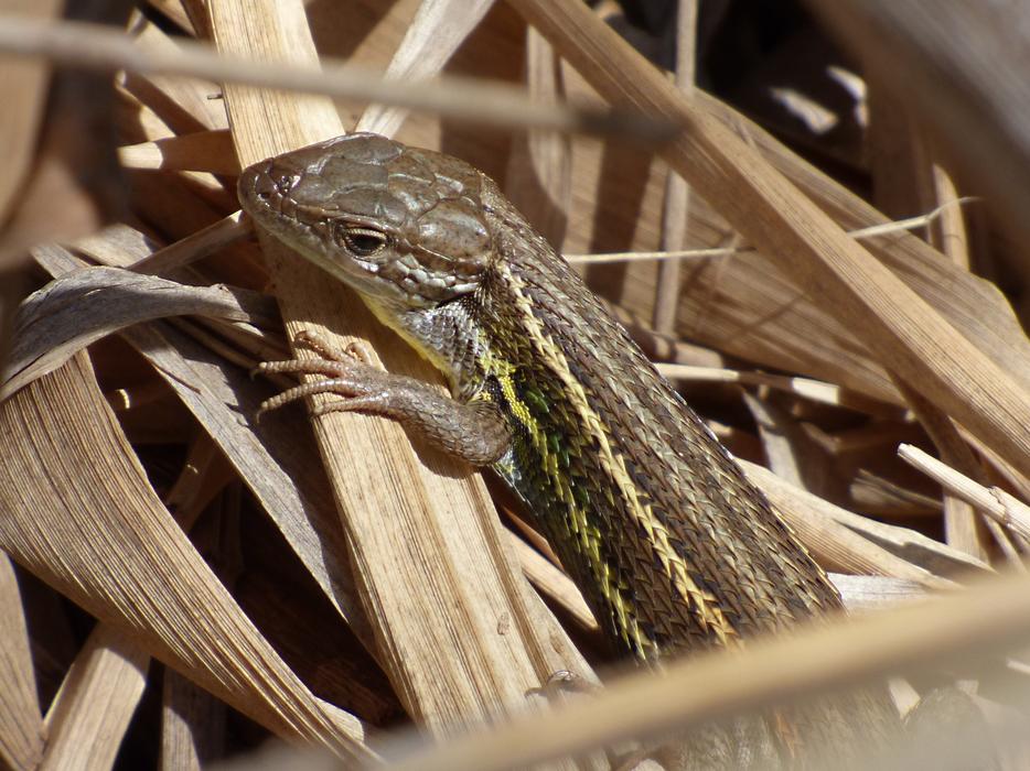 a reptile on dry grass