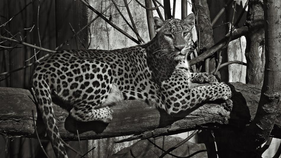 Zoo leopard black and white