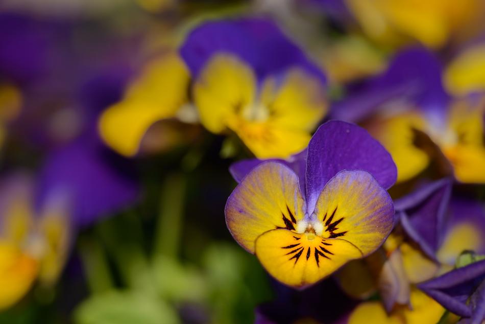colored flowers are beautiful