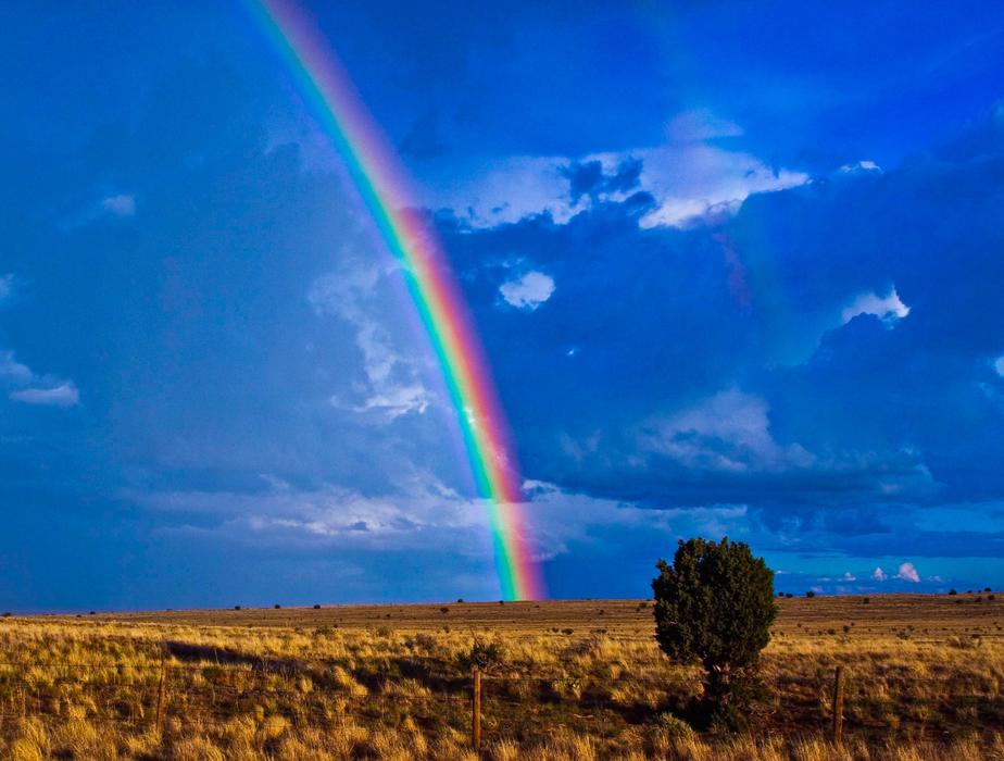 rainbow in a field with bushes
