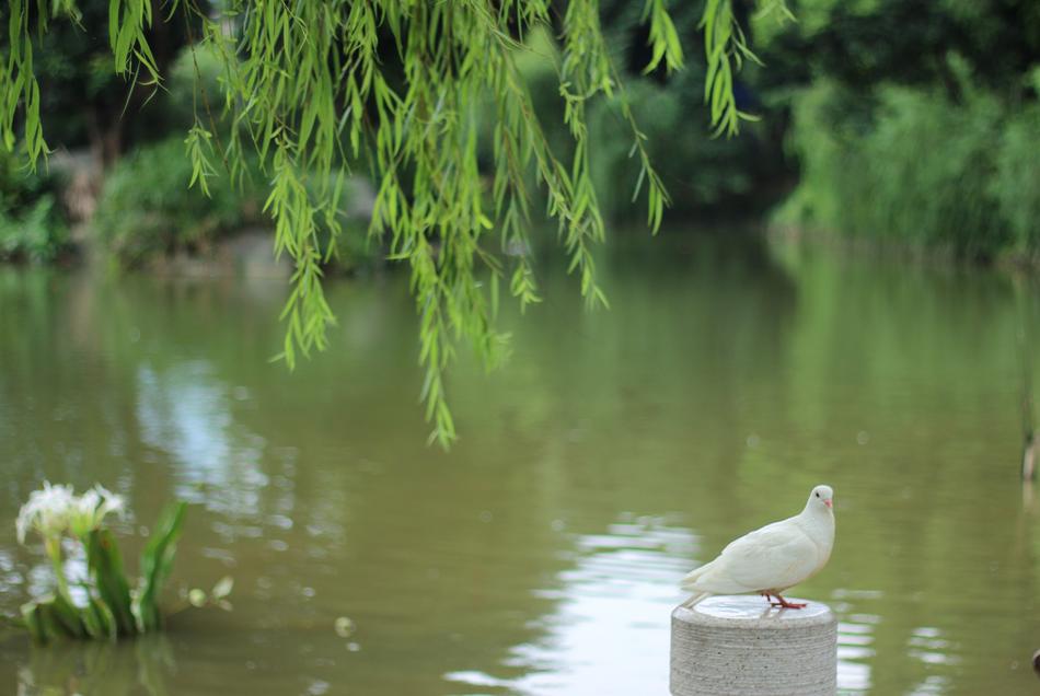 green water with pigeons
