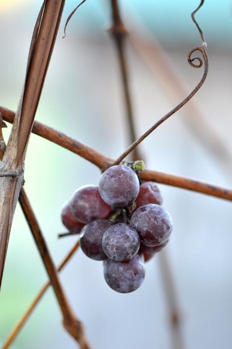 sweet grapes on the fence