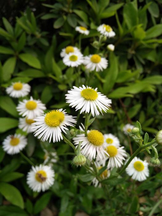 Fragrant daisies beautiful landscape