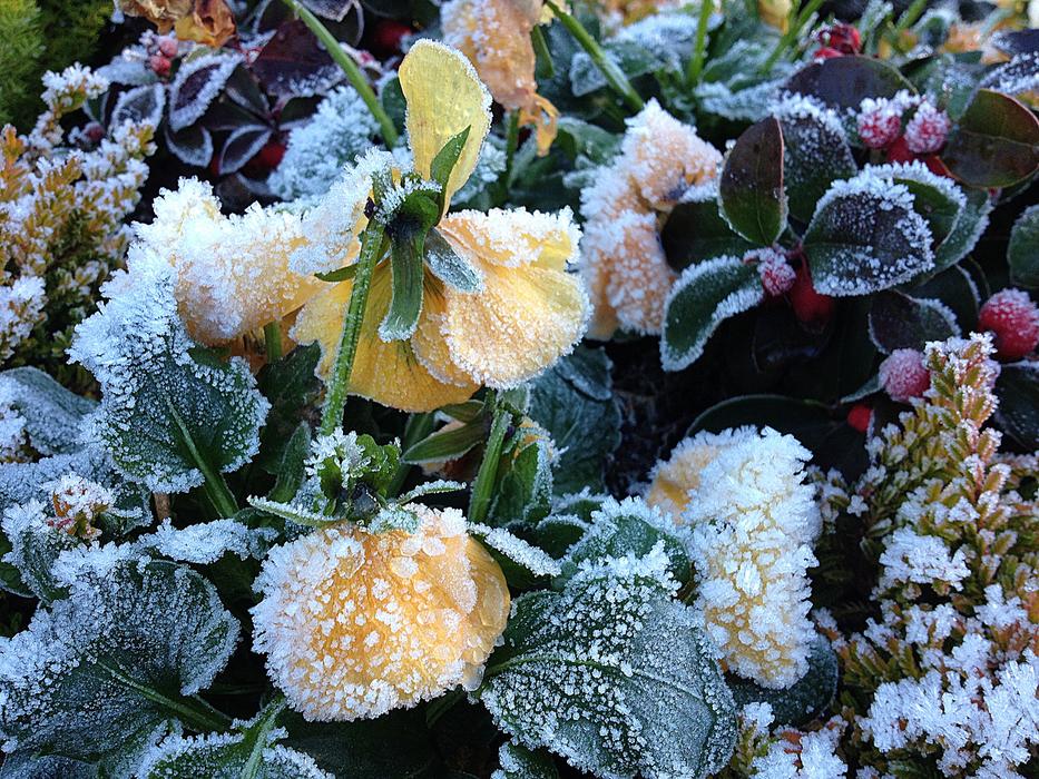 frozen fruits in foliage