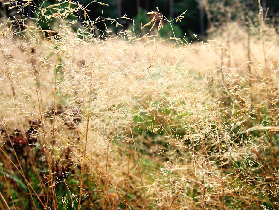 dry grass in meadows