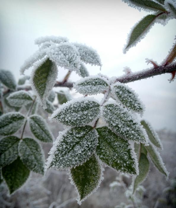 Frozen leaves are cold