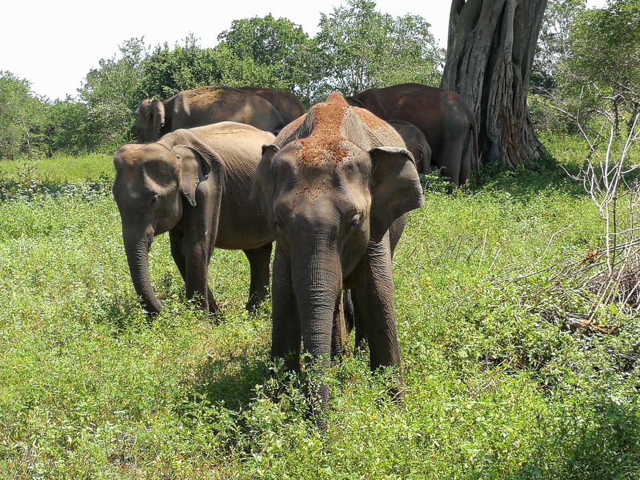 A family of elephants on the green grass