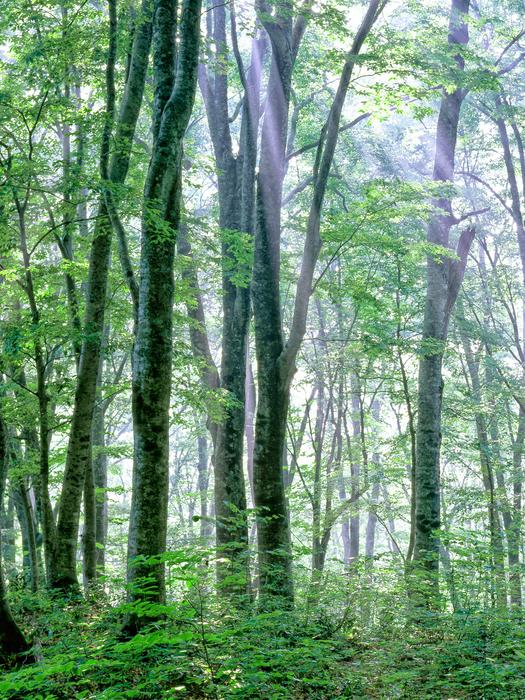 green forest with grass