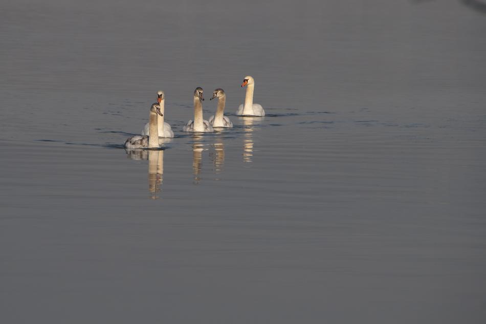 A family of ducks swims into the distance