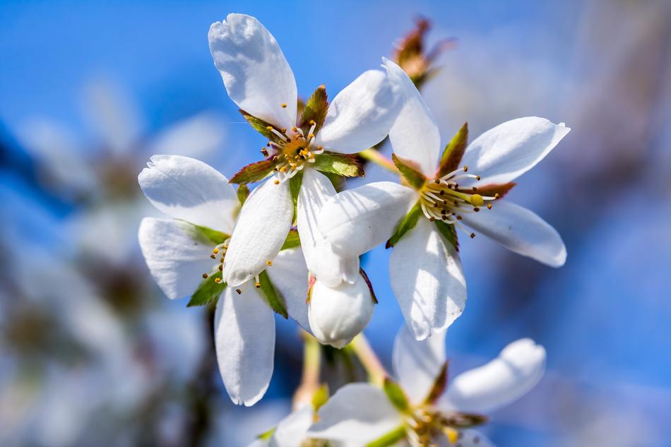 White flowers are small
