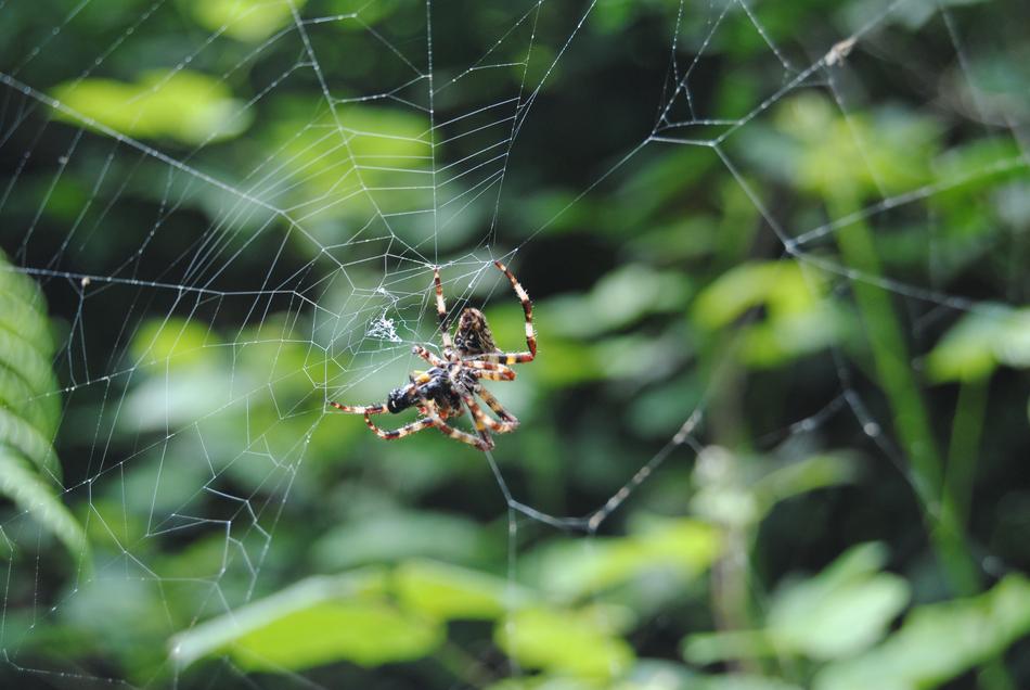 a large spider on a green bush