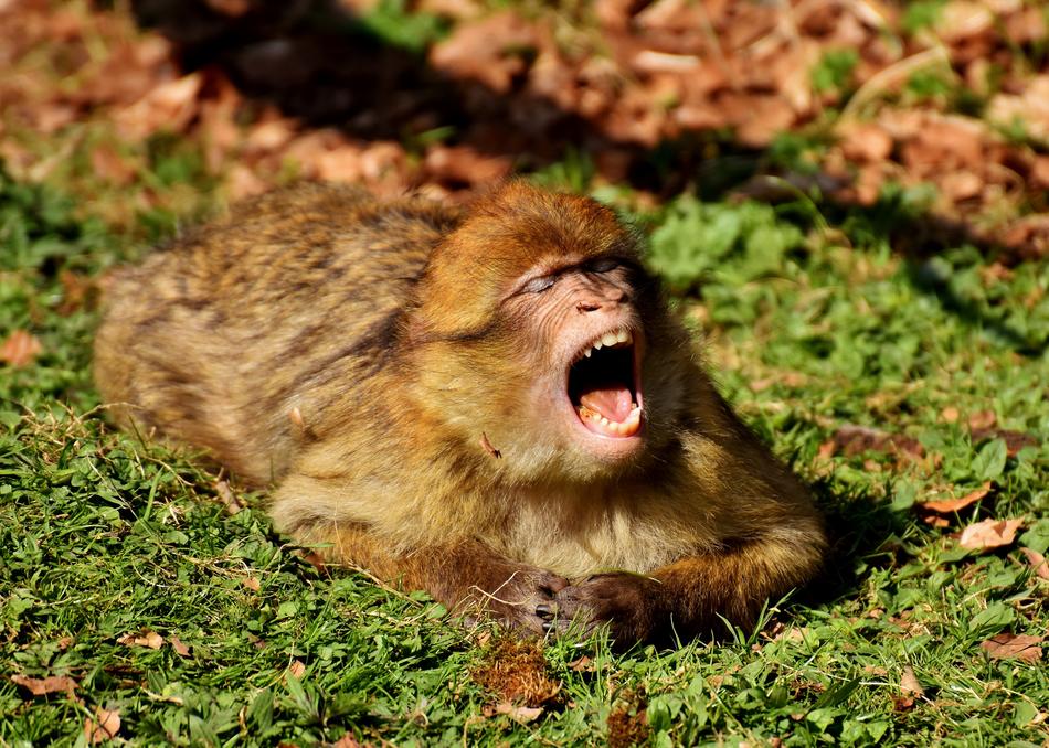 yawning barbary ape on the grass