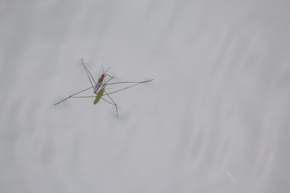 A big spider on the wall
