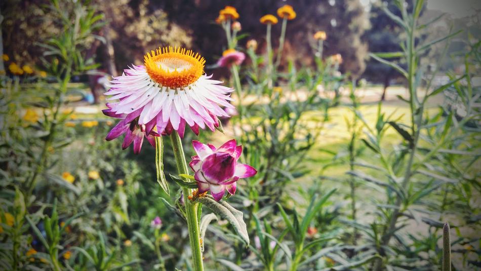 Big flower spring