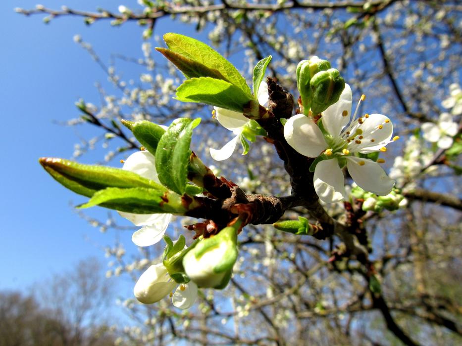 a beautiful plum tree with flowers