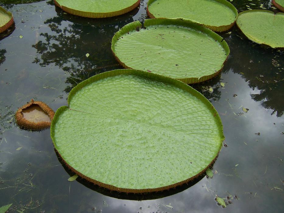 green leaves on water