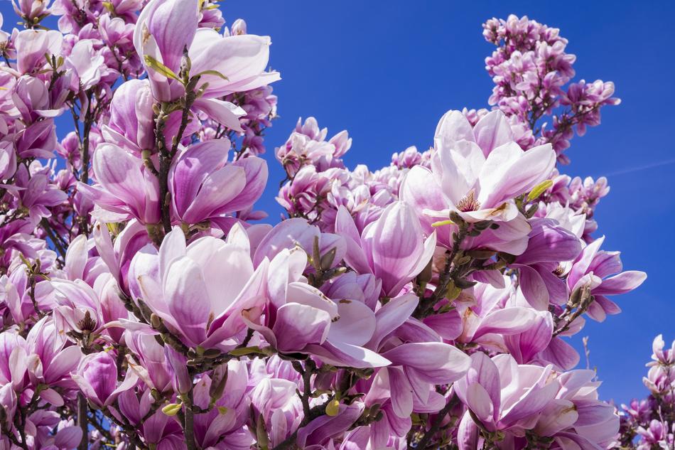 Close up of magnolia buds