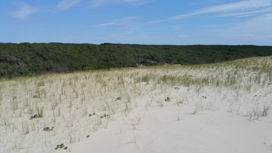 sandy nature with grass