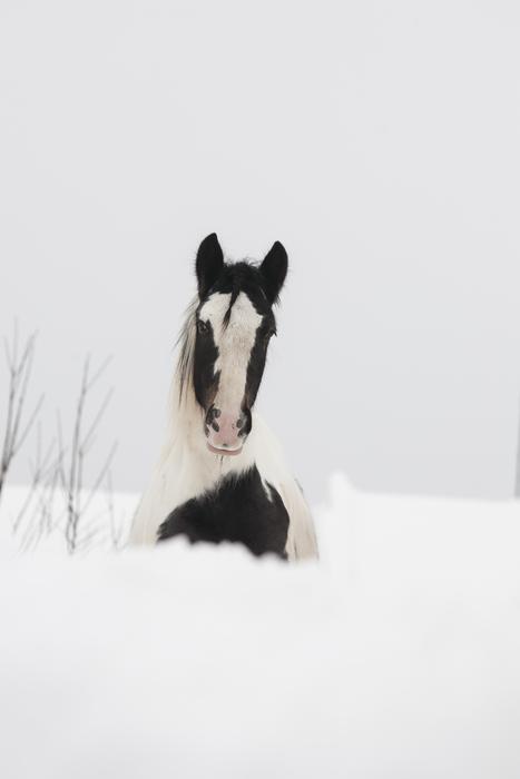 dog snow nature