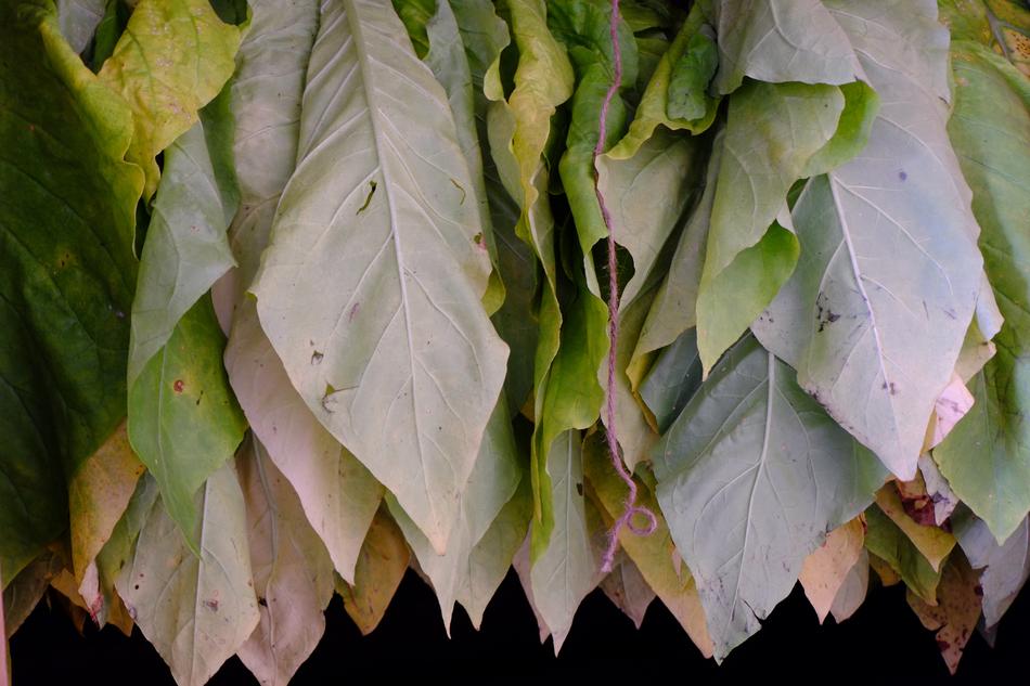 The leaves hang a lot
