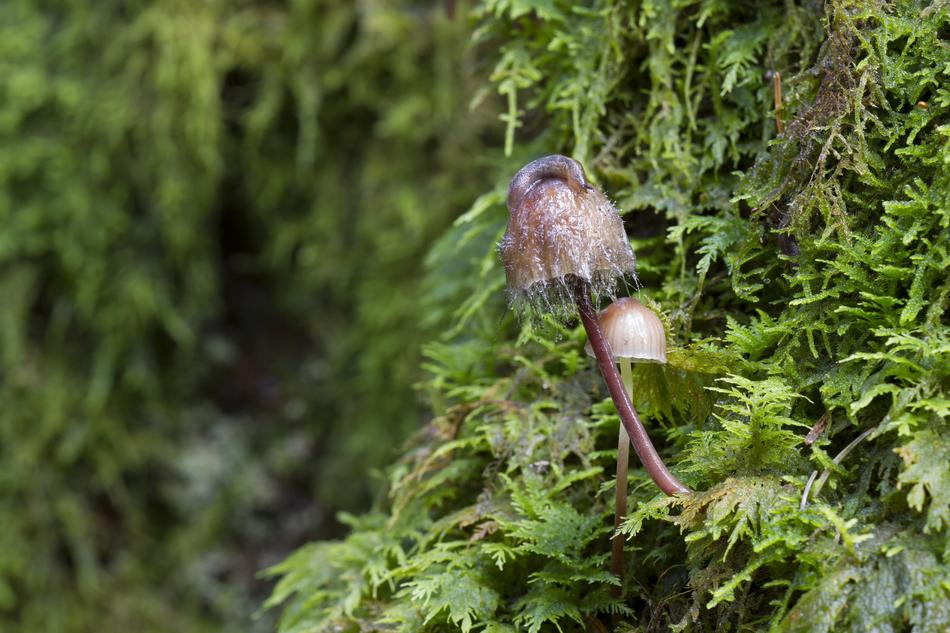 mushrooms on green trees