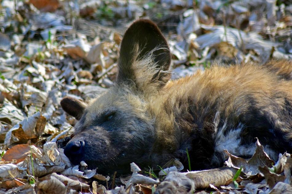 sleeping animal in the foliage