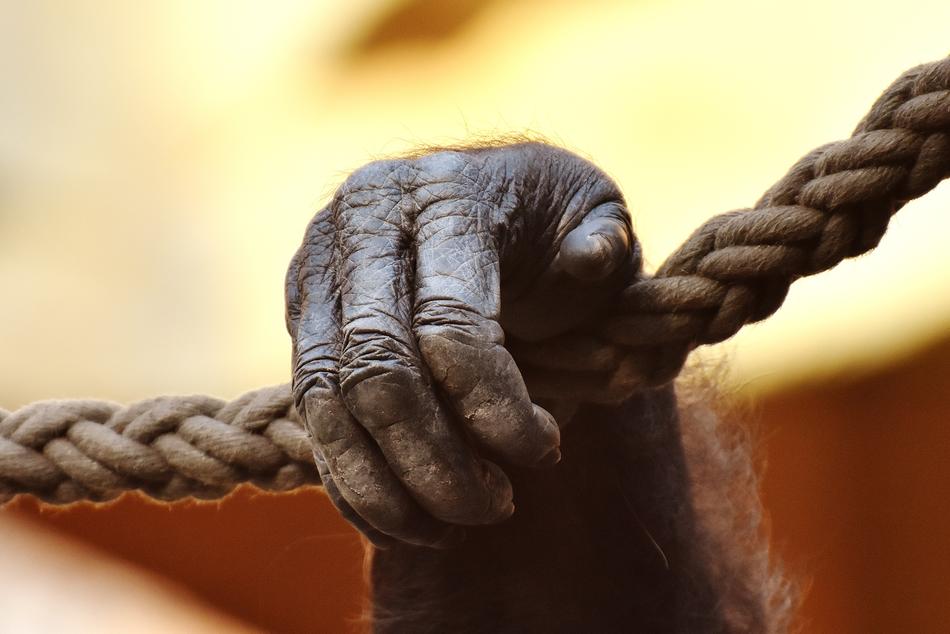 Hand of Monkey Gorilla Animal on rope