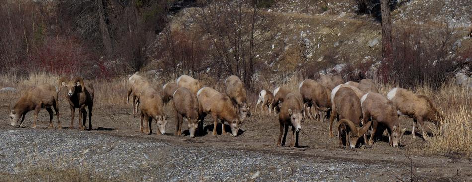 wild goats on safari
