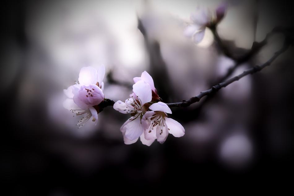 little flowers in the night