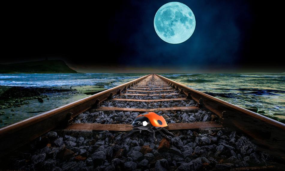 ladybug on the rails