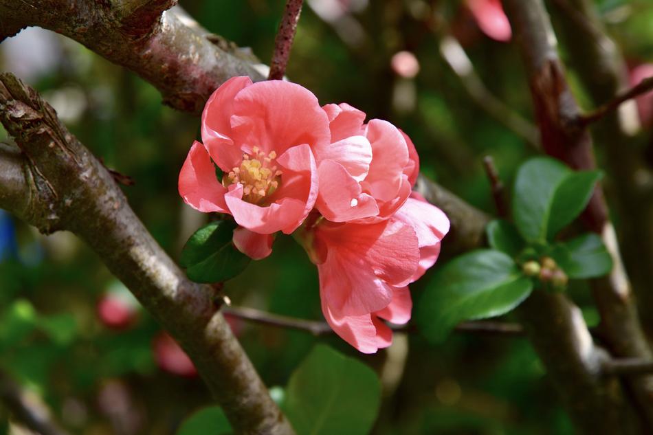 flowers on a branch in the garden