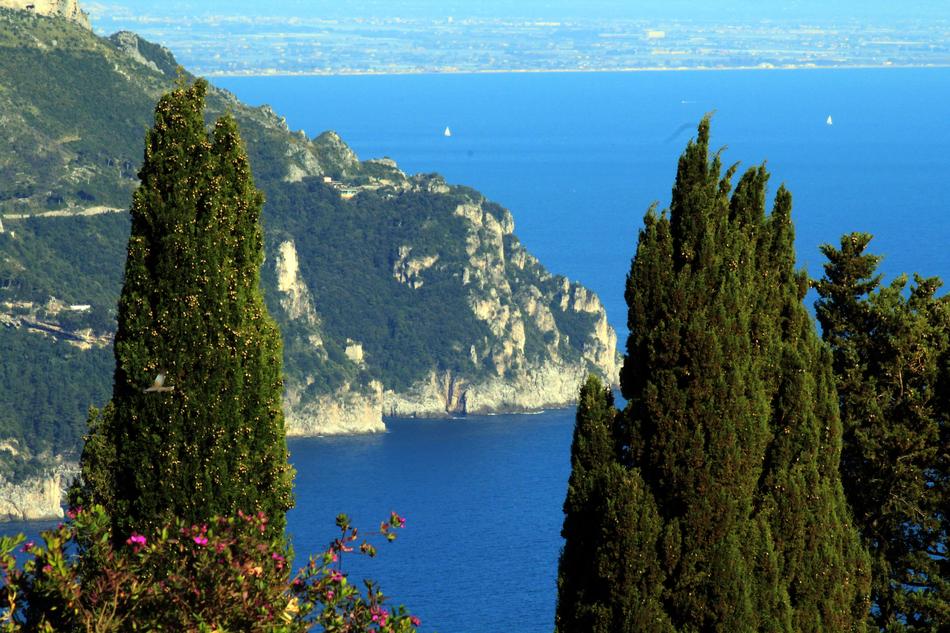 Trees in the ocean water