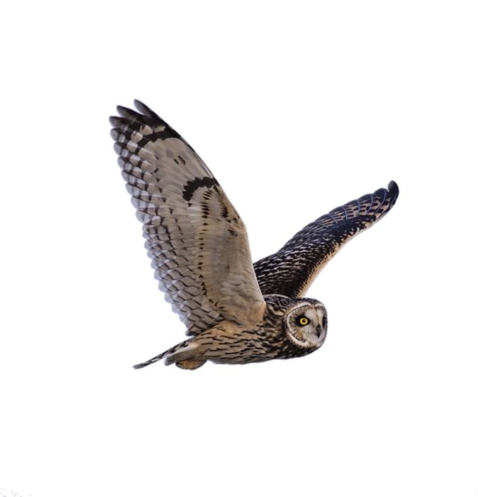 soaring owl in white