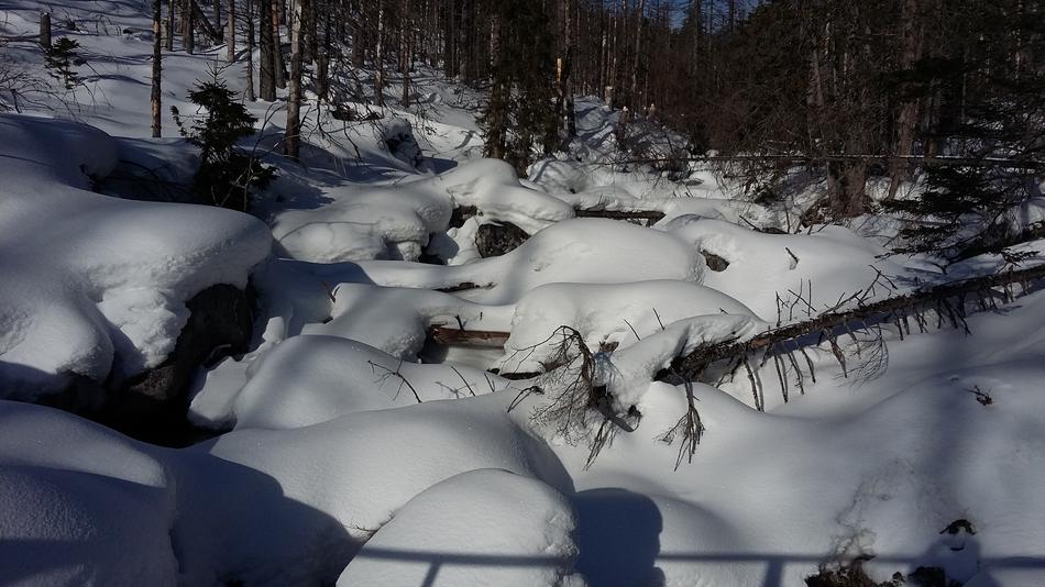 the snow in the woods is beautiful