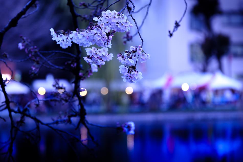Blue flowers on a landscape background