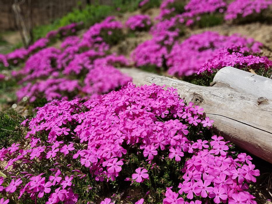 luxurious flowers in the garden