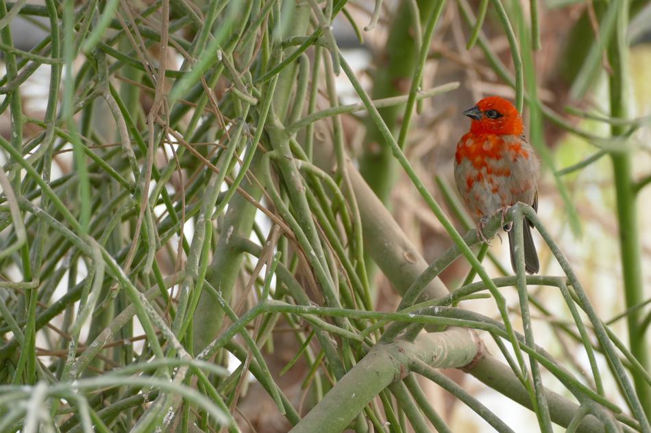 red Bird Stunding