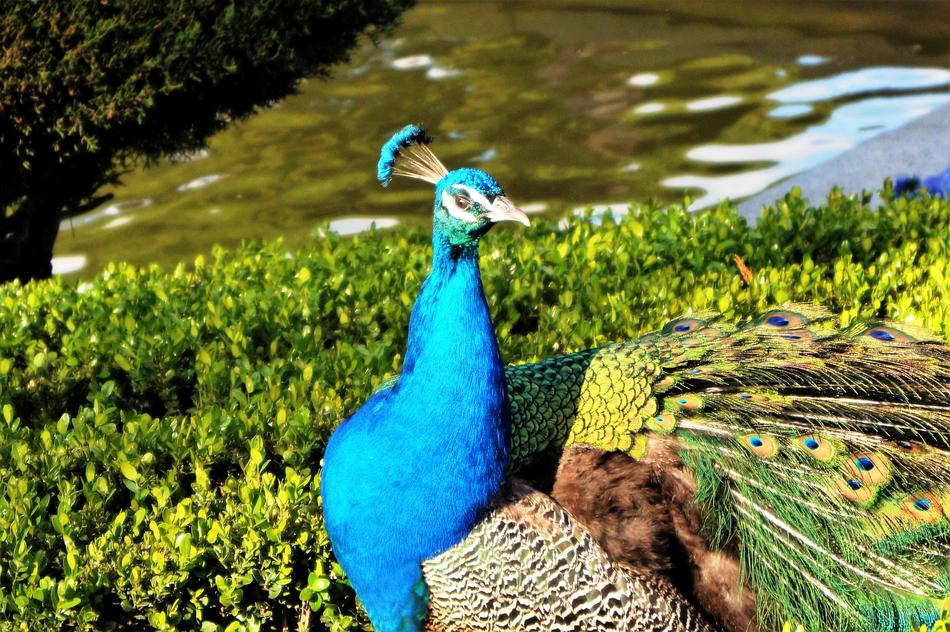 Blue palm in the grass