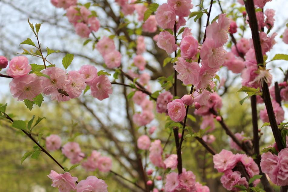 Beautiful flowers spring landscape