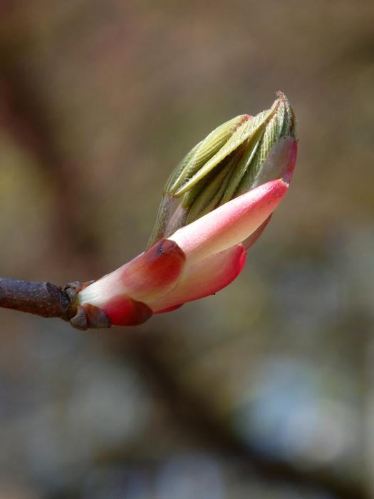 The flower stem is beautiful