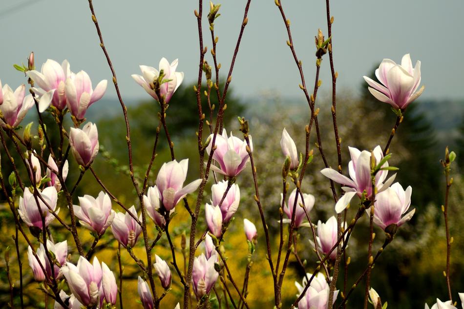 Nature blooming spring